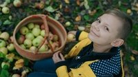 Wie erntet man Äpfel?
