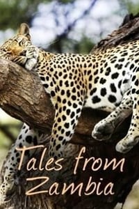 tv show poster Tales+from+Zambia 2017
