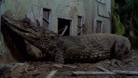 Attack of the Alligators!