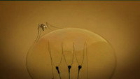 The Mosquito