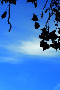 Haikus 1: Our Government, and the Sky (2025) poster