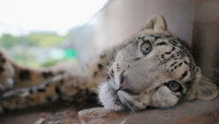 «Snow Leopards of Leafy London (2013)» — обои к сериалу #1