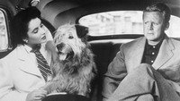 «Большое похмелье (1950)» — обои к фильму #2