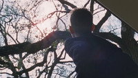 The Tree of Life