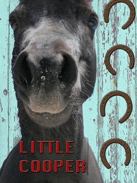 Постер к фильму Little Cooper (2020)