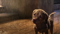 «A Dog's Life (2017)» — обои к мультфильму #1