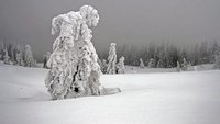 White Winter