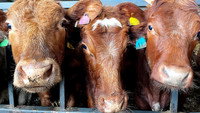 RAF Saves Trapped Cow and Police Catch Poaching Suspect