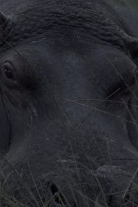 Hippos in Gravitas