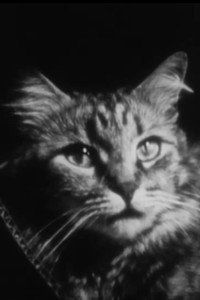 Постер фильма «The Cat of the Worm's Green Realm (1997)» — (12 из 13)