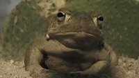 Deep Toad