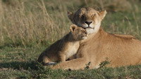 «Big Cat Tales (2018)» — обои к сериалу #2