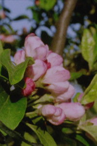 Imagem do Filme Autumn Rush for Kurt Kren and Winter and Spring and Summer