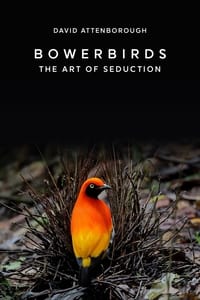 Poster de Bowerbirds: The Art of Seduction