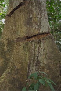 Imagem do Filme Tanaru