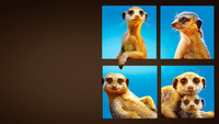 «Meet the Meerkats (2021)» — обои к сериалу #2