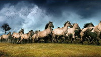 «Новая дикая природа (2013)» — обои к фильму #1