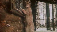 «Тропой бескорыстной любви (1971)» — обои к фильму #1