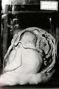 性と生殖の神秘 (1964) poster