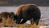 Kodiak Kings