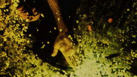 «To Lavoisier, Who Died in the Reign of Terror (1991)» — обои к фильму #1