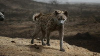 «Король Лев (2019)» — обои к мультфильму #5