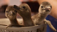 The Penguin Chick