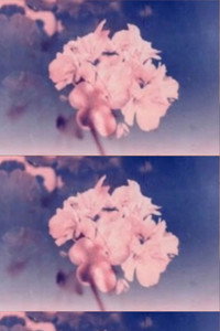 Wild Flower (2025) poster