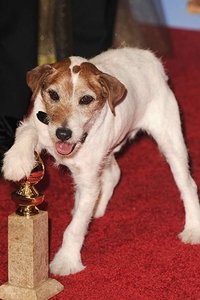 Imagem de Uggie