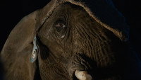 Обои к фильму «Hjelperytteren (2019)» — (12 из 16)