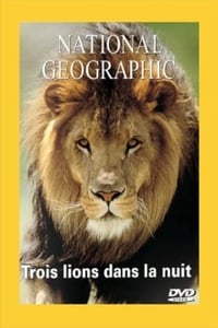 Poster de National Geographic : Trois lions dans la nuit