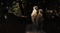 «O lugar que ocupas (2016)» — обои к фильму #1
