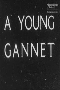 Imagem do Filme A Young Gannet