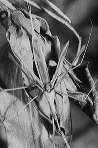 Постер фильма «Пресноводный убийца (1947)» — (1 из 2)