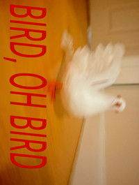 Bird, Oh Bird
