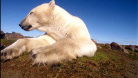 «Polar Bears: Ice Bear (2013)» — обои к фильму #3