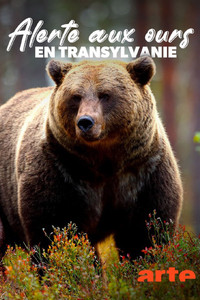 Alerte aux ours en Transylvanie