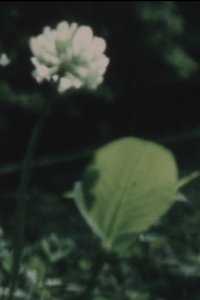 野に咲く花
