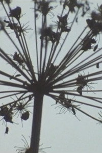 EDEN (2011) poster