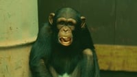 Monkey Largo