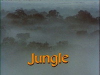 Jungle