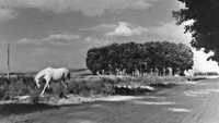 «Страх (1966)» — обои к фильму #2