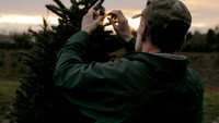 «Noble Fir (2014)» — обои к фильму #1