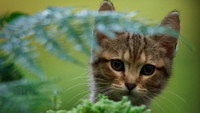 «Мой котик и я (2023)» — обои к фильму #6