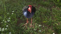 The Bird who Heard