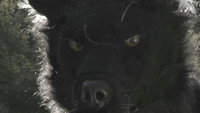 «Dogman 2: The Wrath of the Litter (2014)» — обои к фильму #1