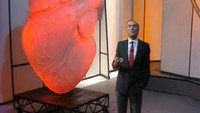The Heart