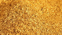 Gold Fever!
