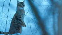 «Мой котик и я (2023)» — обои к фильму #5