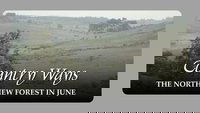 The North New Forest in June